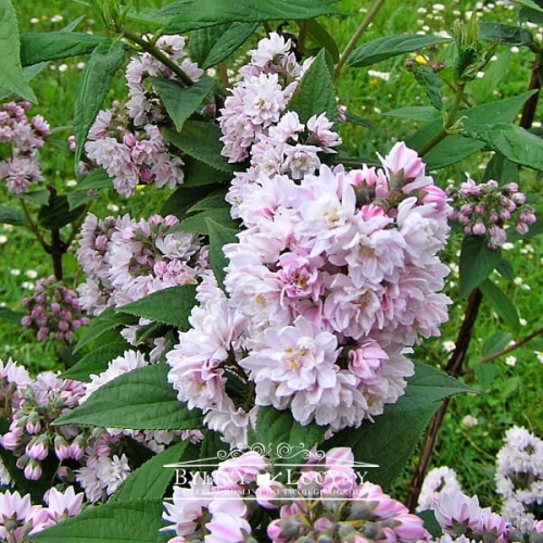 Zylistek Pink Pom Pom Byliny Lucyny Najlepsze Rosliny Do Twojego Ogrodu