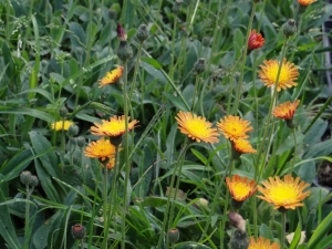 Przymiotno pomarańczowe