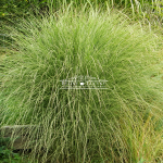 Miskant chiński 'Morning Light'