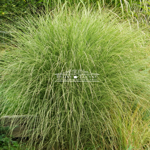 Miskant chiński 'Morning Light'