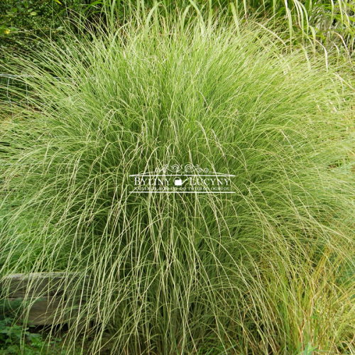 Miskant 'Morning Light'