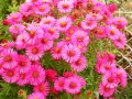Aster 'Alma Potschke'