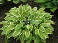 Hosta 'Aureomarginata'