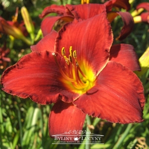 Liliowiec 'Ruby Stella'