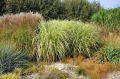 Trawy ozdobne - ogród preriowy