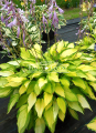 Hosta 'Lady Guinevere'