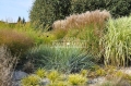 Trawy ozdobne - ogród preriowy