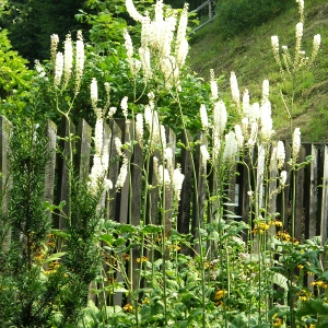 Świecznica (pluskwica) groniasta var. cordifolia
