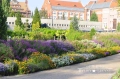 Rabata mieszana - astry, rośliny jednoroczne.