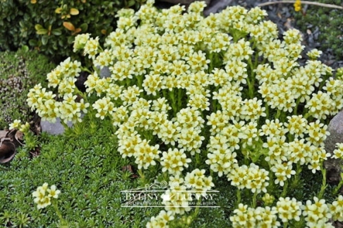 Skalnica poduszkowa tworzy duże poduchy.