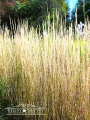 Trzcinnik piaskowy 'Karl Foerster'