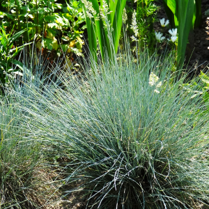 Kostrzewa sina (popielata) 'Glauca'