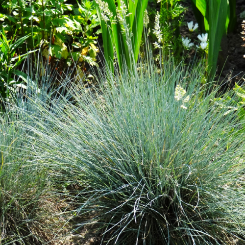 Kostrzewa popielata pieknie kontrastuje z zielonymi bylinami na mieszanej rabacie