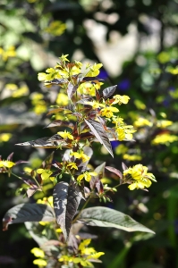 Tojeść orzęsiona 'Firecracker'