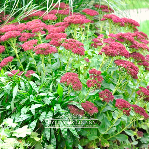 Rozchodnik okazały 'Brillant'