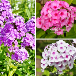 Floks wiechowaty mix kolorów