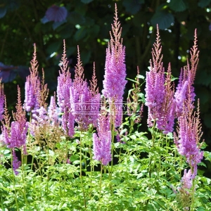 Tawułka chińska 'Superba'