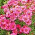 Aster 'Alma Potschke'