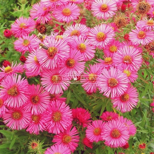 Aster 'Alma Potschke'