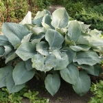 Hosta sina 'Elegans'