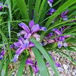 Irys (kosaciec) trawolistny