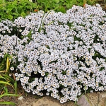 Aster 'Tysiąc gwiazdeczek'
