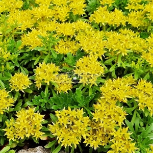 Rozchodnik kamczacki