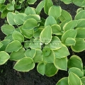 Fot. 32 s. 30, Hosta 'Golden tiara'.jpg