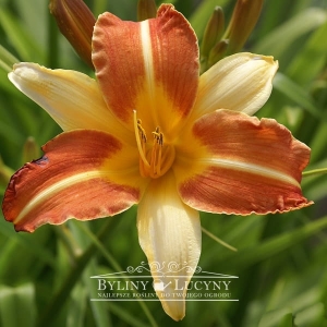 Liliowiec 'Frans Hals'