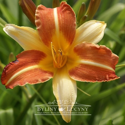 Liliowiec 'Frans Hals'