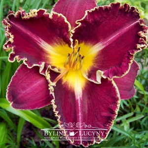 Liliowiec 'Storm of the Century'