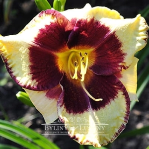 Liliowiec 'Jamaican Me Crazy'