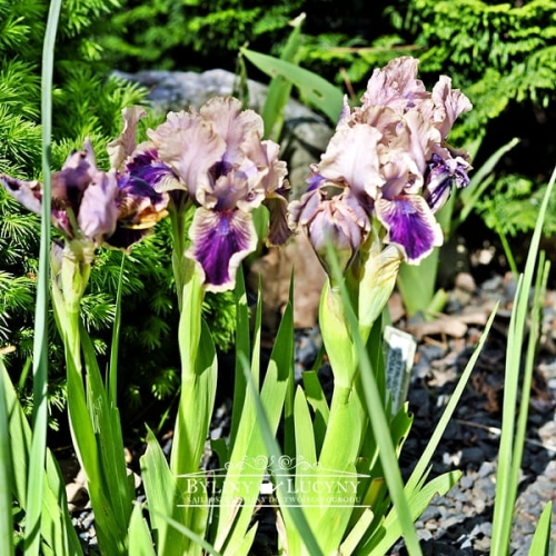 Irys niski śliwkowy