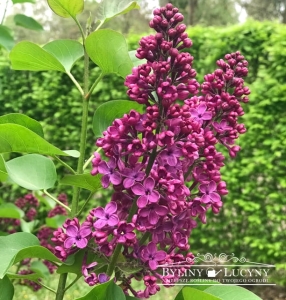 Lilak 'Ludwig  Spaeth'