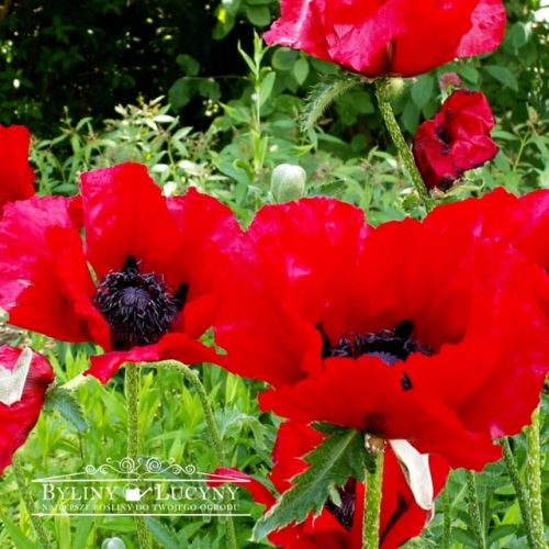 Mak wschodni 'Beauty of Livermere'