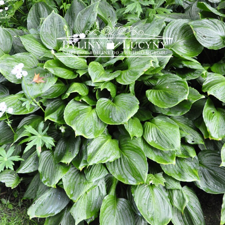 Hosta Fortunea