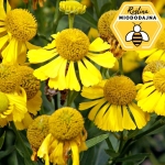 Dzielżan ogrodowy 'Helena Gold'