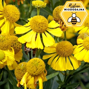 Dzielżan ogrodowy 'Helena Gold'