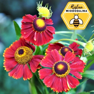 Dzielżan jesienny 'Bandera'