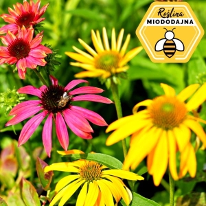 Jeżówka ‘Cheyenne Spirit’