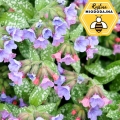 Miodunka pstra - © skymoon13 - Fotolia.com, 184.jpg