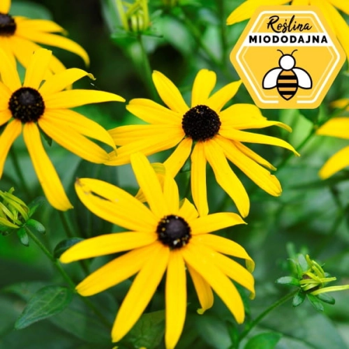 Rudbekia błyskotliwa