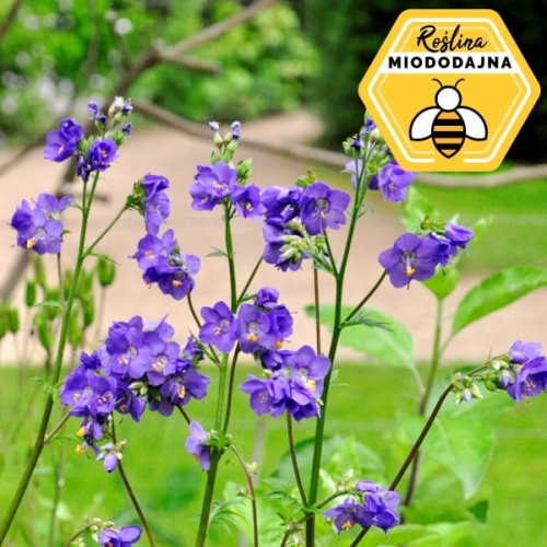 Wielosił błękitny