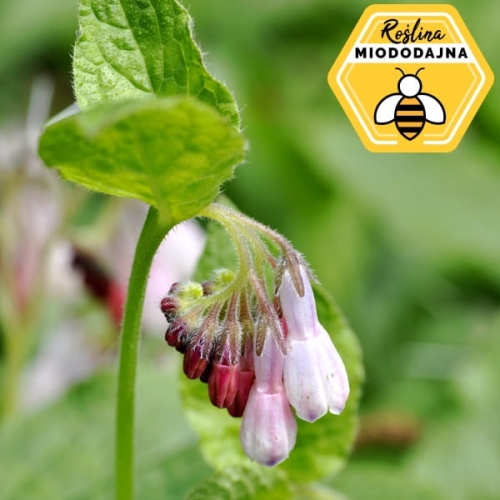 Żywokost wielkokwiatowy