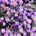 Aster krzaczasty jasny fiolet p11