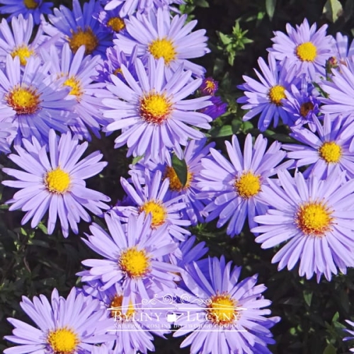 Aster krzaczasty niebieski