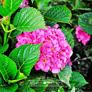 Hortensja ogrodowa 'Masja'