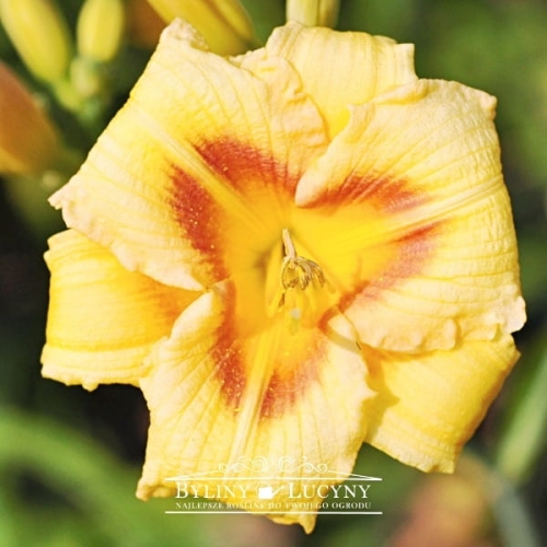 Liliowic 'Siloam Baby Talk'