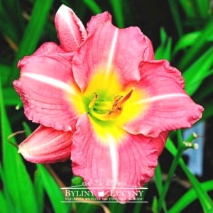 Liliowiec 'Matrioushka'