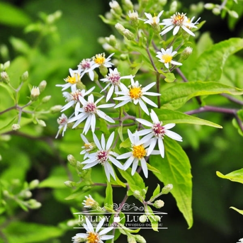 Aster rozkrzewiony